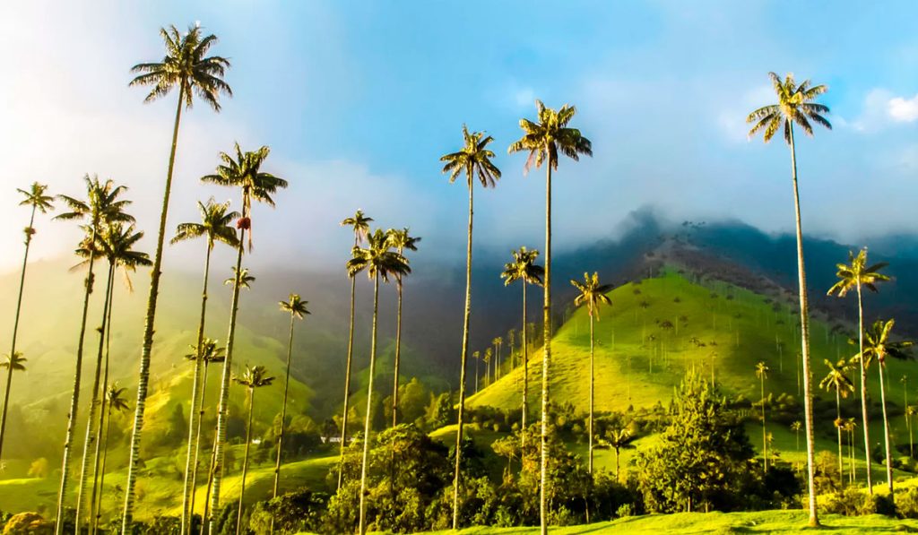 Valle del Cocora