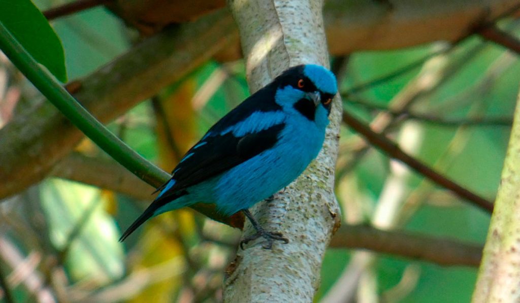 Birdwatching Botanical Garden